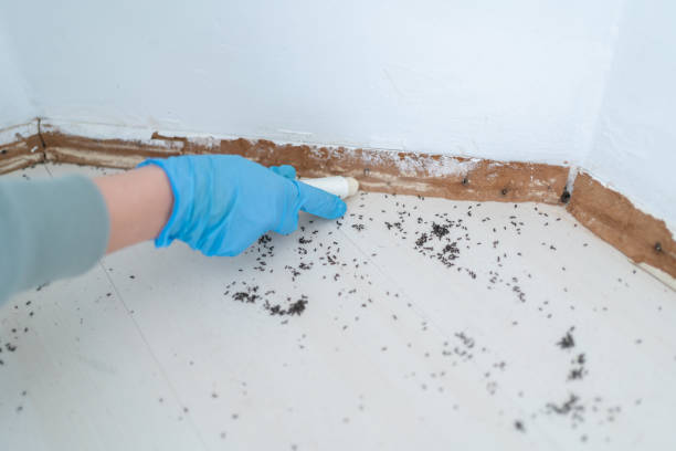 Best Bed Bug Extermination  in Leonard, TX